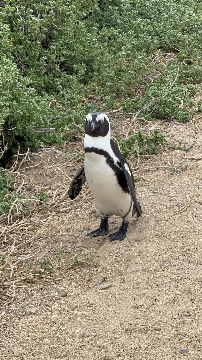 Pingüino de El Cabo - ML617719531
