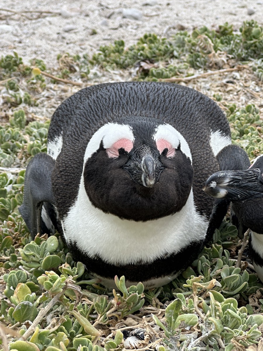 Очковый пингвин - ML617719543