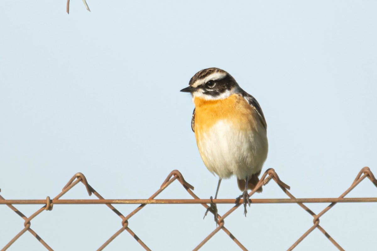 Whinchat - ML617719591