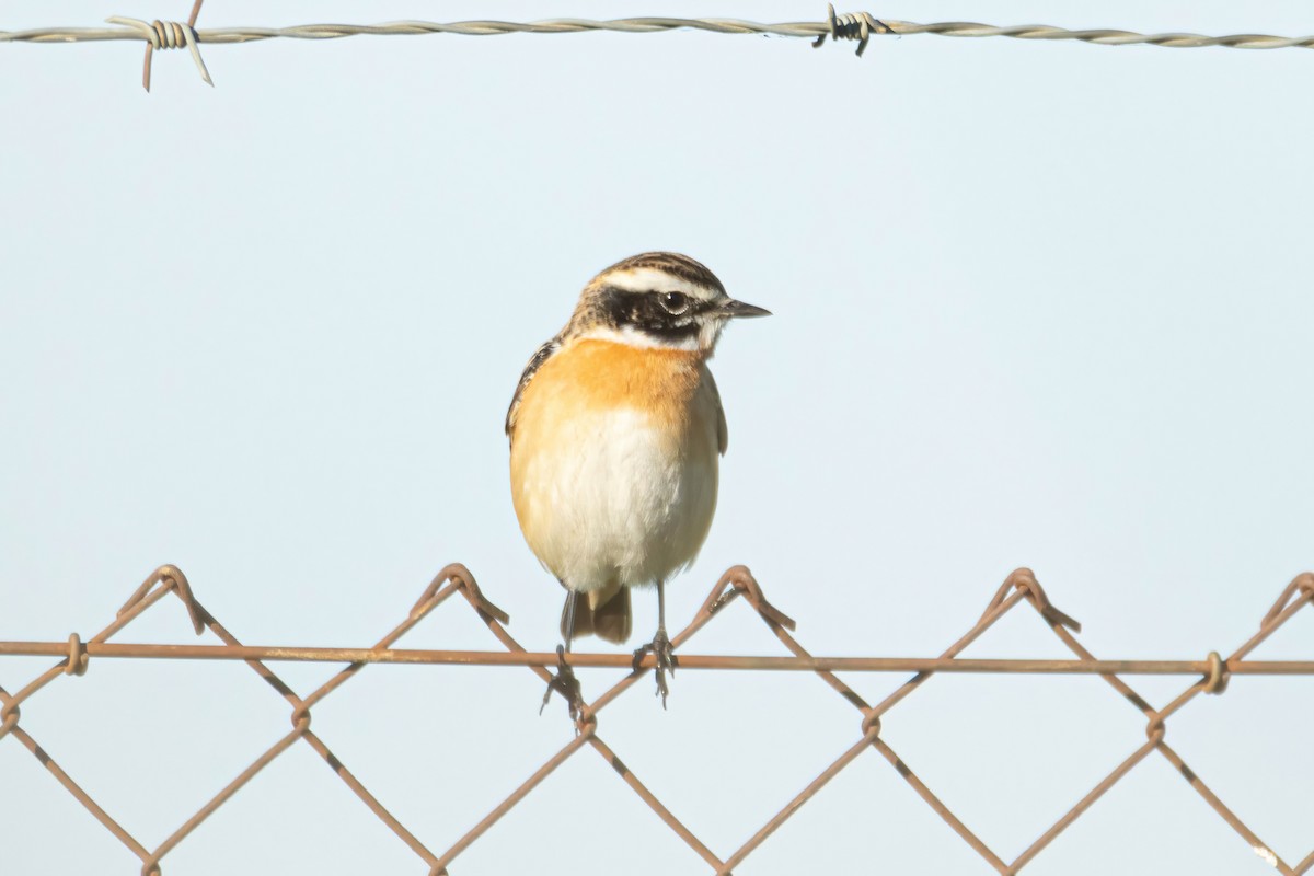 Whinchat - ML617719592