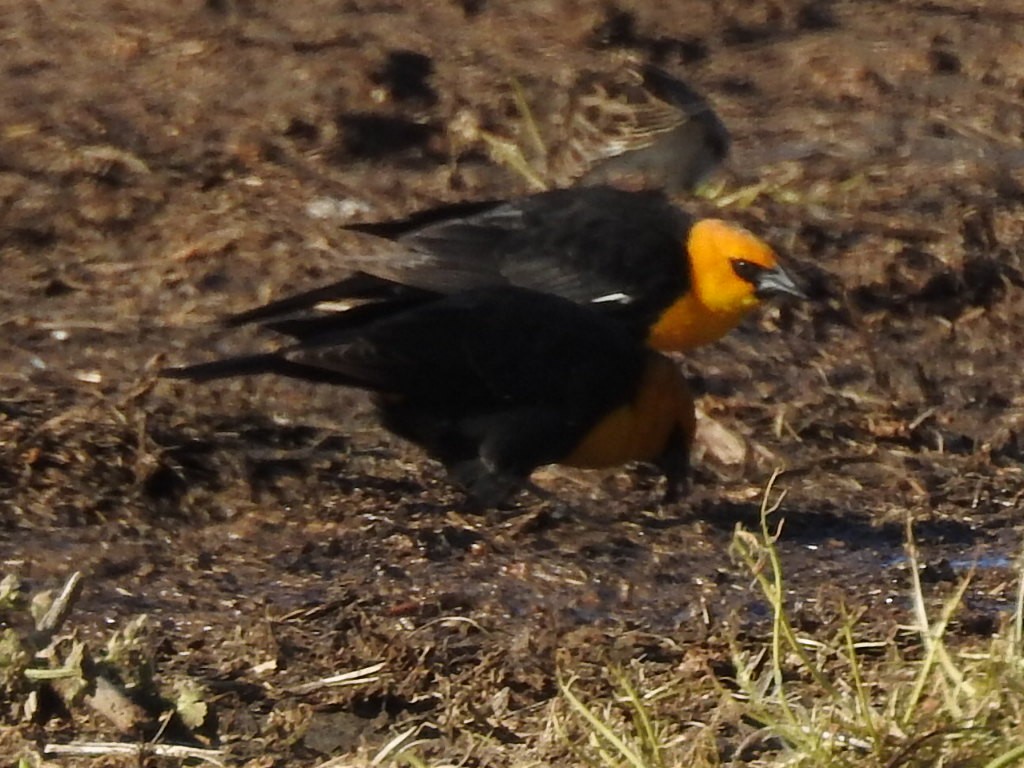 Yellow-headed Blackbird - ML617719698