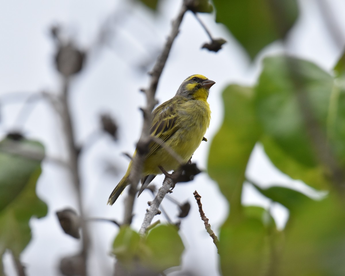 Yellow-fronted Canary - ML617719714