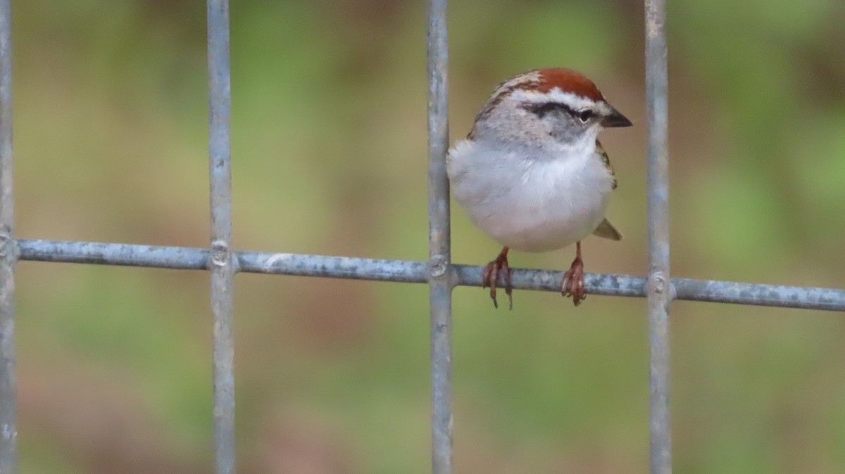 Chipping Sparrow - ML617719744