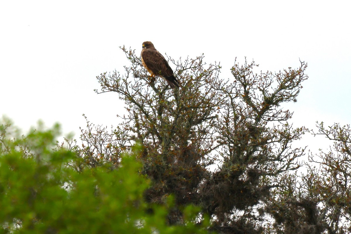 Red-tailed Hawk - ML617719769