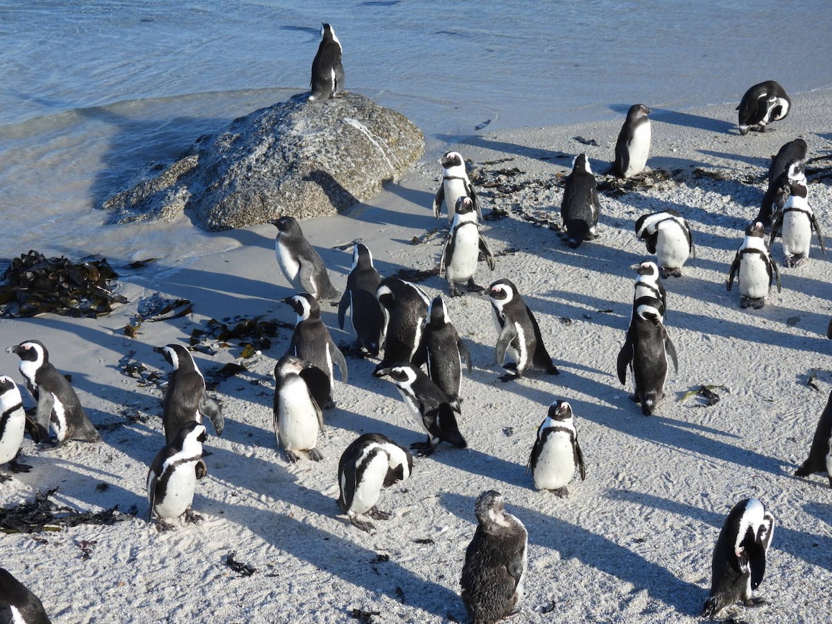 Pingüino de El Cabo - ML617719799