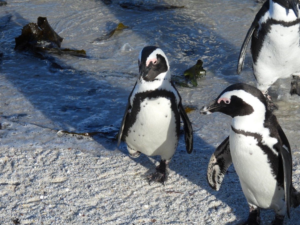 Pingüino de El Cabo - ML617719800
