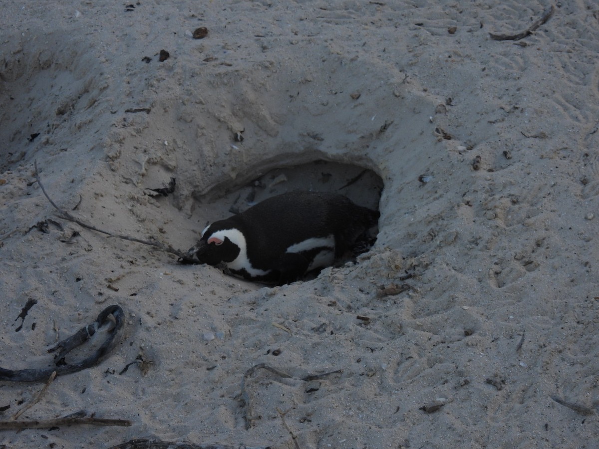 Pingüino de El Cabo - ML617719801