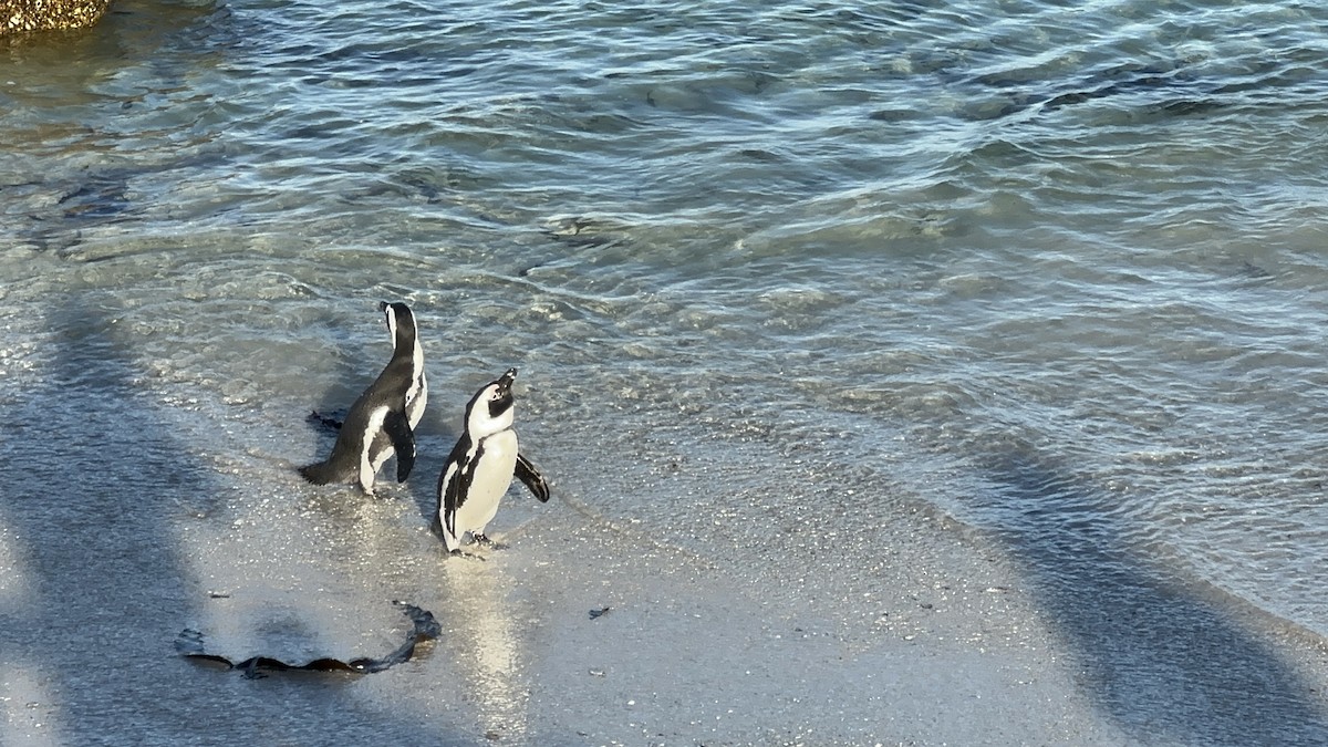 Pingüino de El Cabo - ML617719802