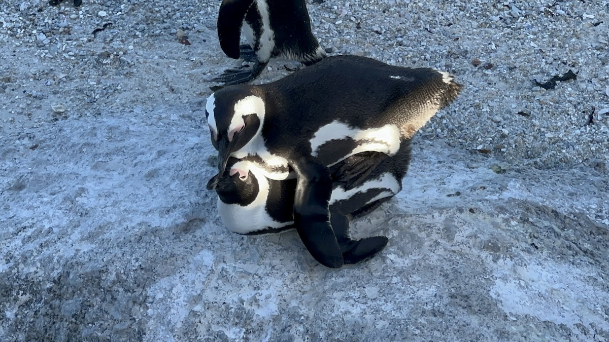 Pingüino de El Cabo - ML617719803