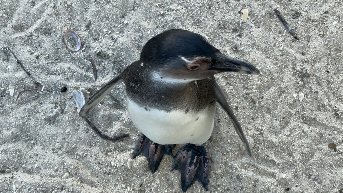 Pingüino de El Cabo - ML617719804