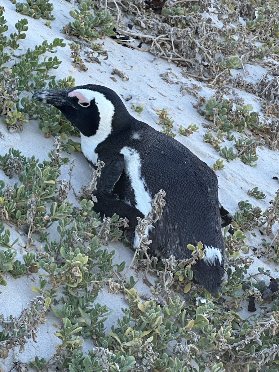 Pingüino de El Cabo - ML617719805
