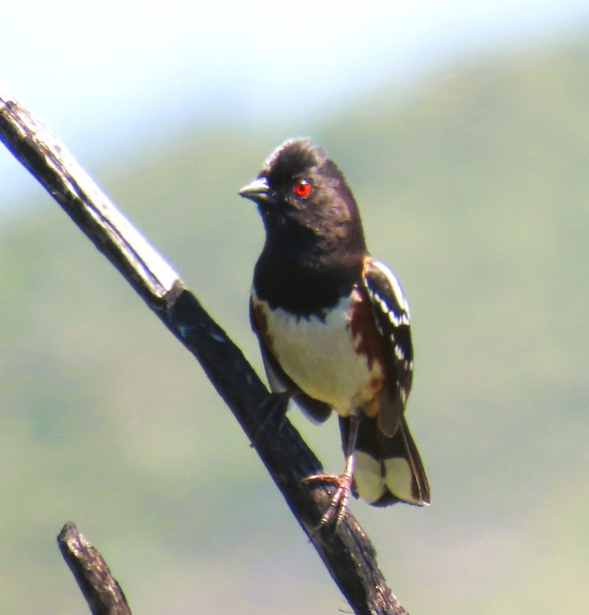 Spotted Towhee - ML617719843