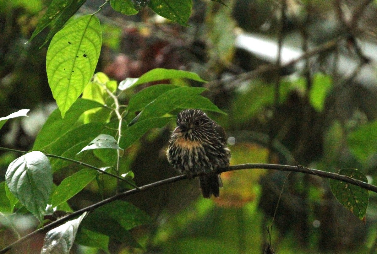 Black-streaked Puffbird - ML617719911