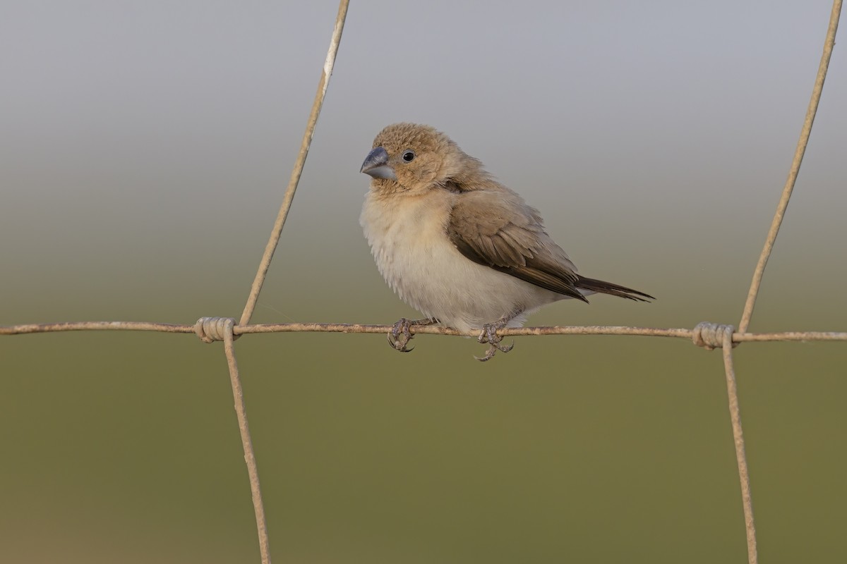 African Silverbill - Marco Valentini