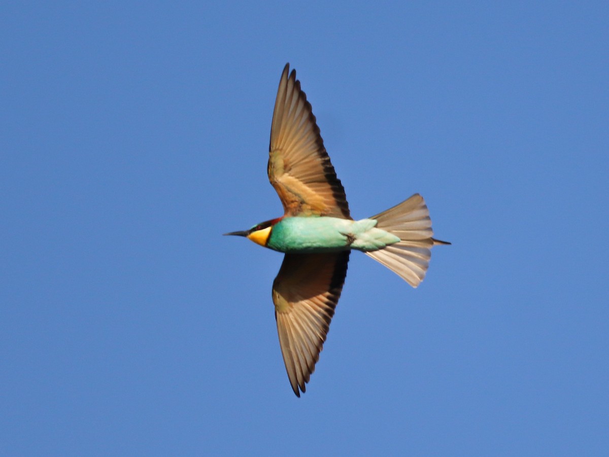 European Bee-eater - ML617720039