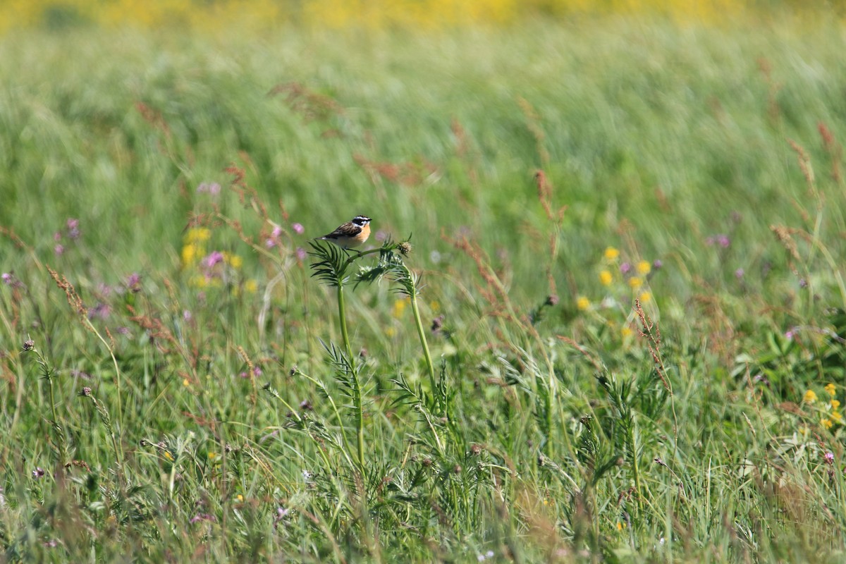 Whinchat - ML617720052