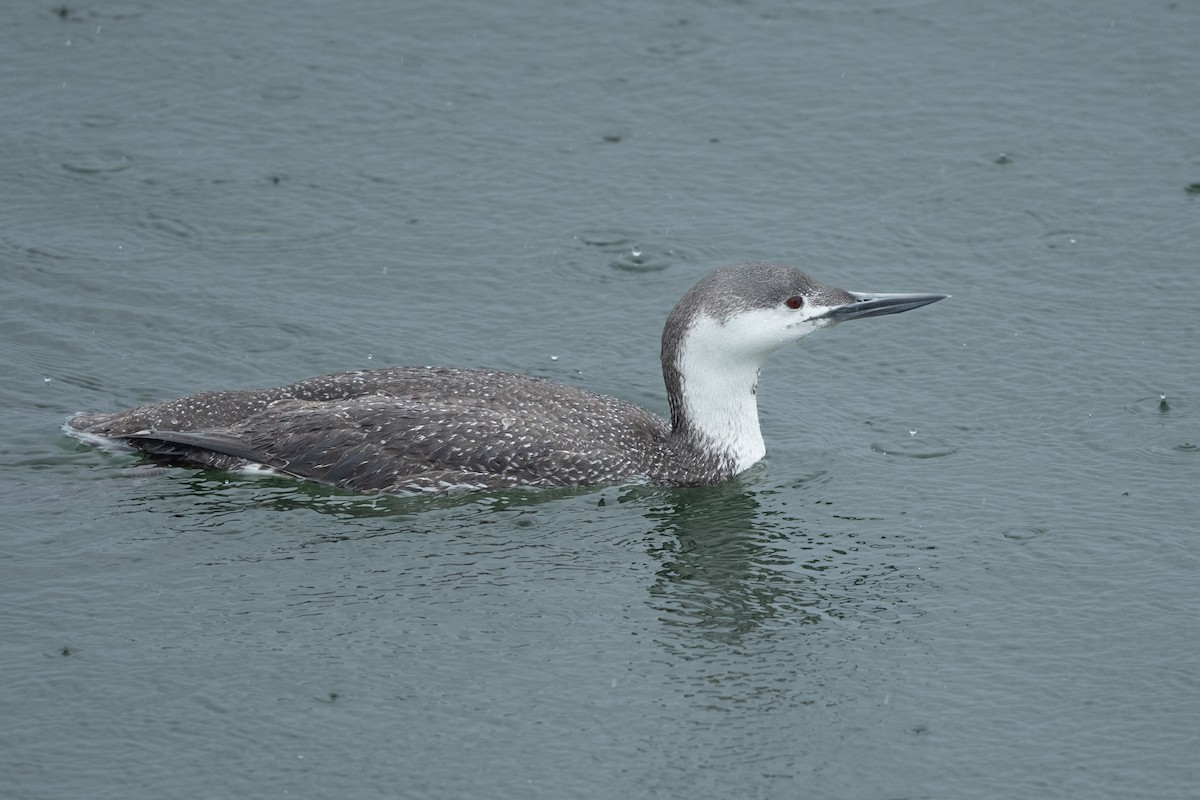 Red-throated Loon - ML617720102