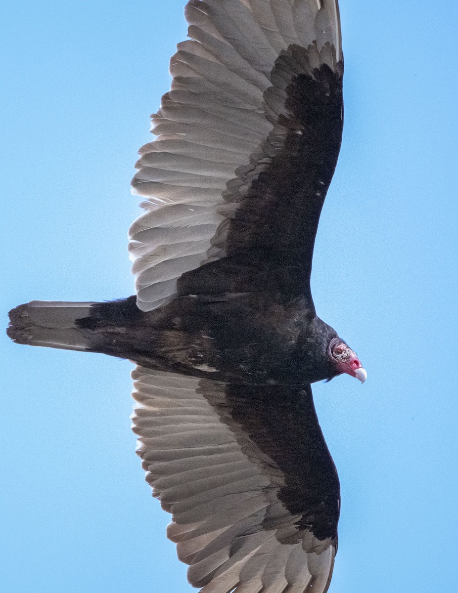 Turkey Vulture - ML617720106