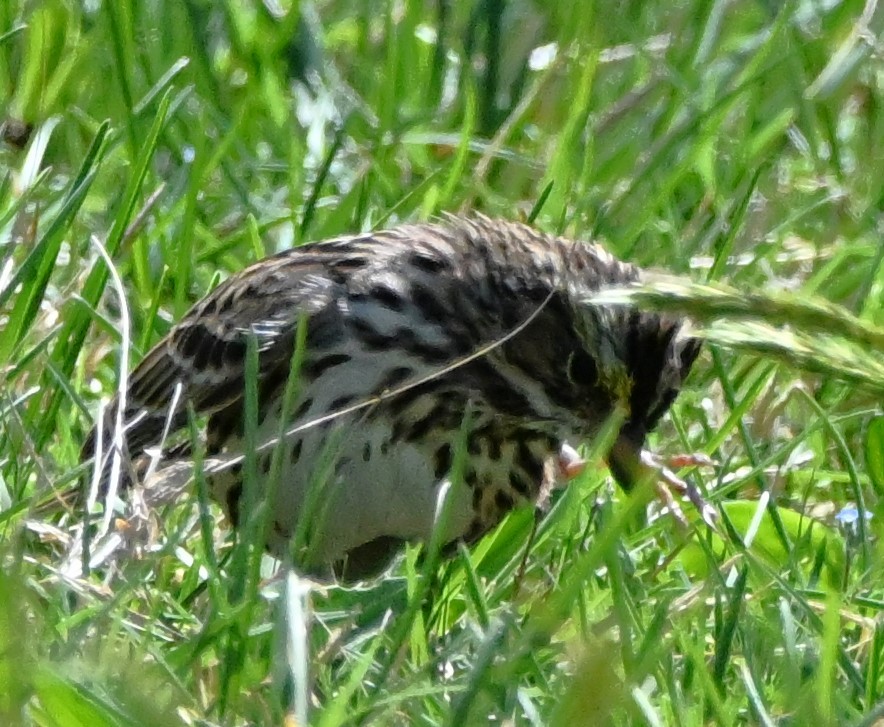 Savannah Sparrow - ML617720122