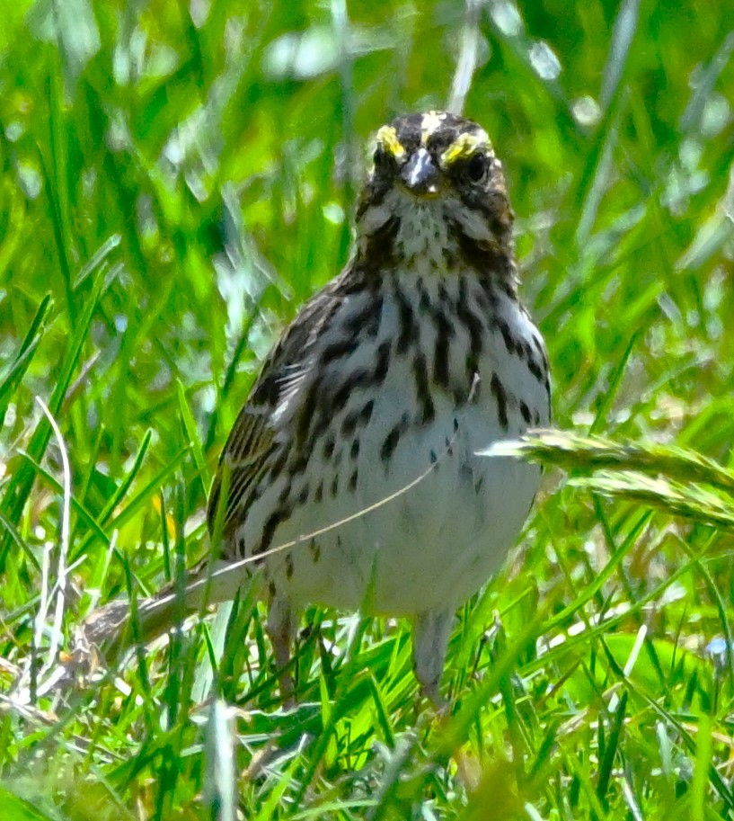 Savannah Sparrow - ML617720123