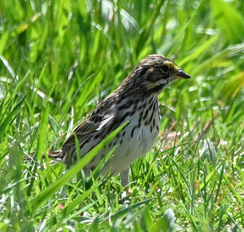 Savannah Sparrow - ML617720125