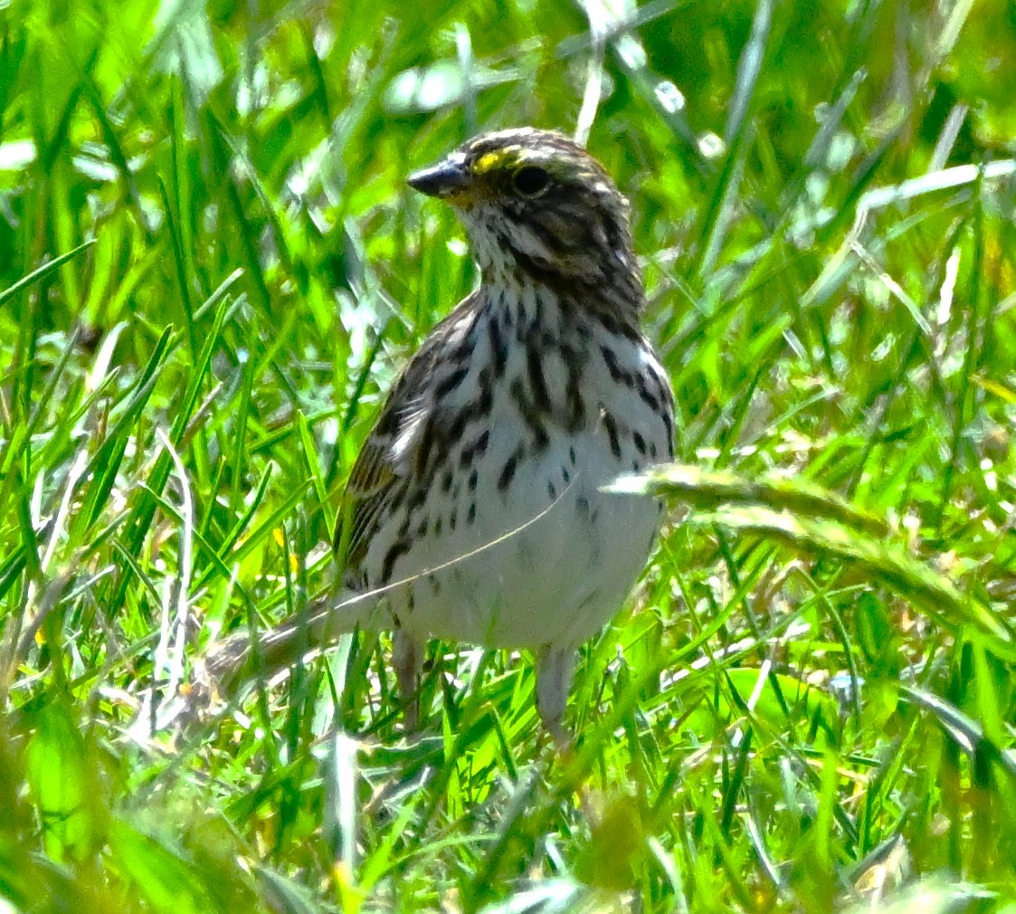 Savannah Sparrow - ML617720126