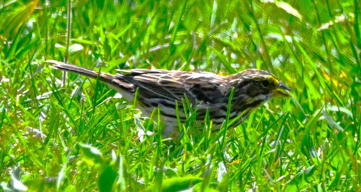 Savannah Sparrow - DAVID VIERLING