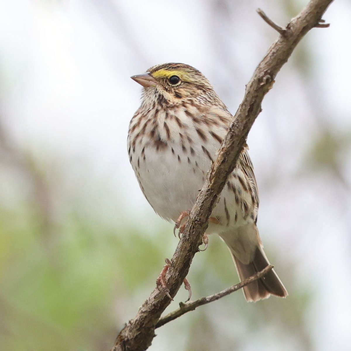 Savannah Sparrow (Savannah) - ML617720164