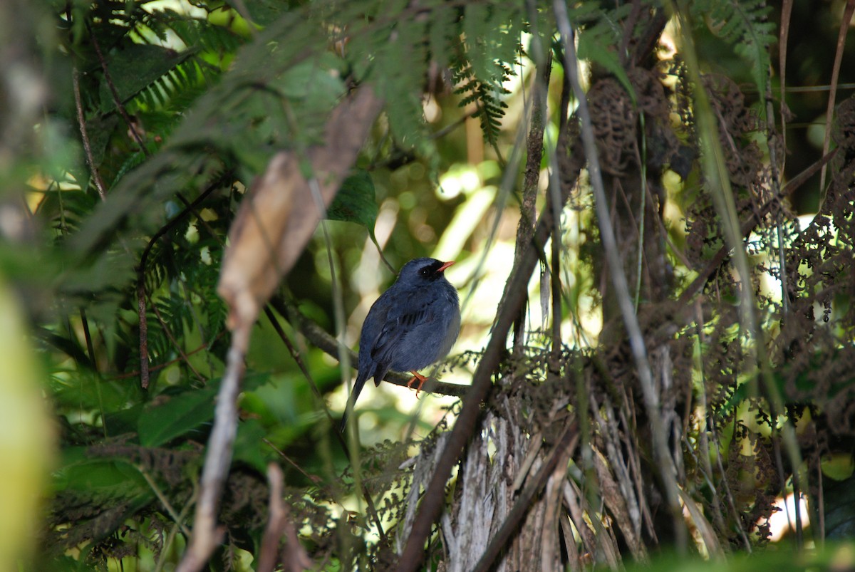 Black-faced Solitaire - ML617720232