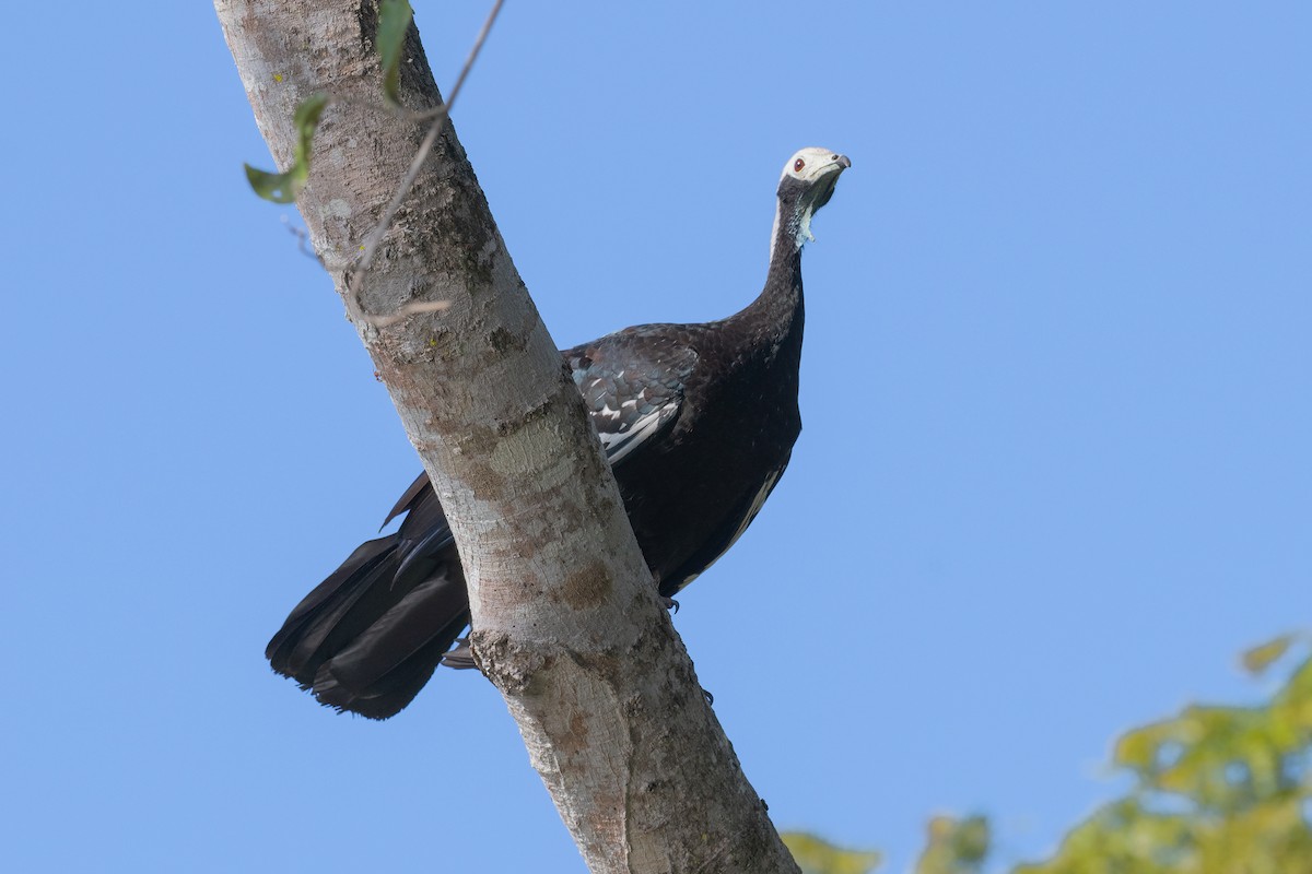 White-throated Piping-Guan - ML617720277