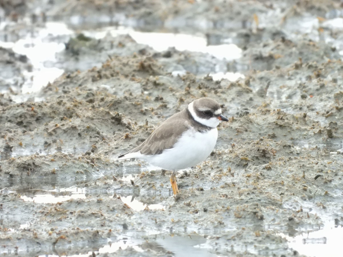 Semipalmated Plover - Joe and Liz Dunkleman