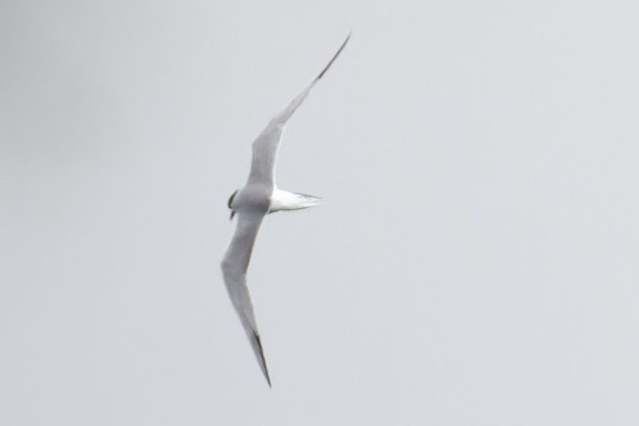 Common Tern - ML617720400