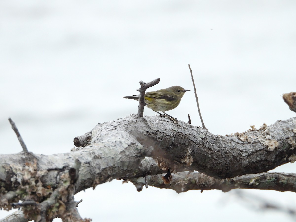 Cape May Warbler - ML617720410