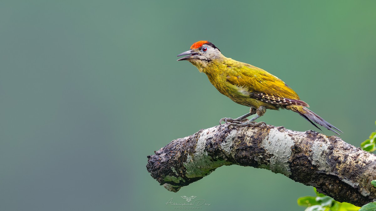 Gray-headed Woodpecker - ML617720420