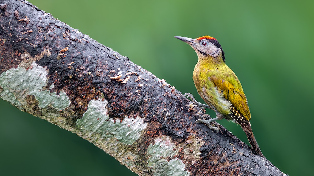 Gray-headed Woodpecker - ML617720421