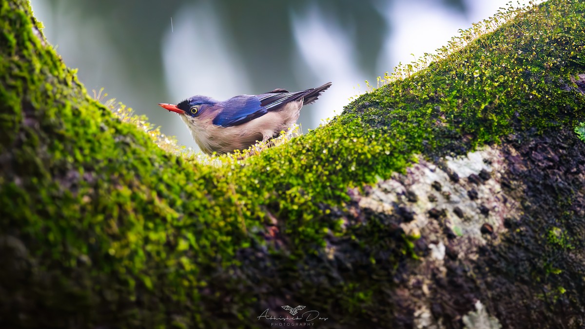 Velvet-fronted Nuthatch - ML617720435
