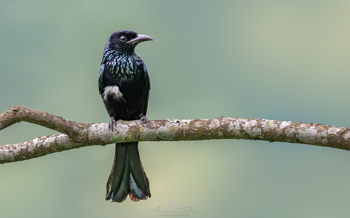 Hair-crested Drongo - ML617720497