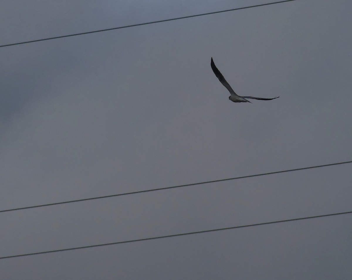 White-tailed Kite - joaquin vial