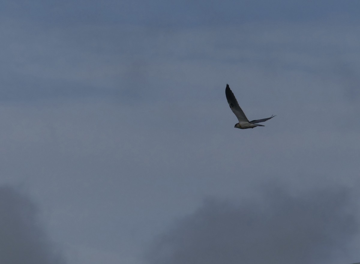 White-tailed Kite - ML617720500