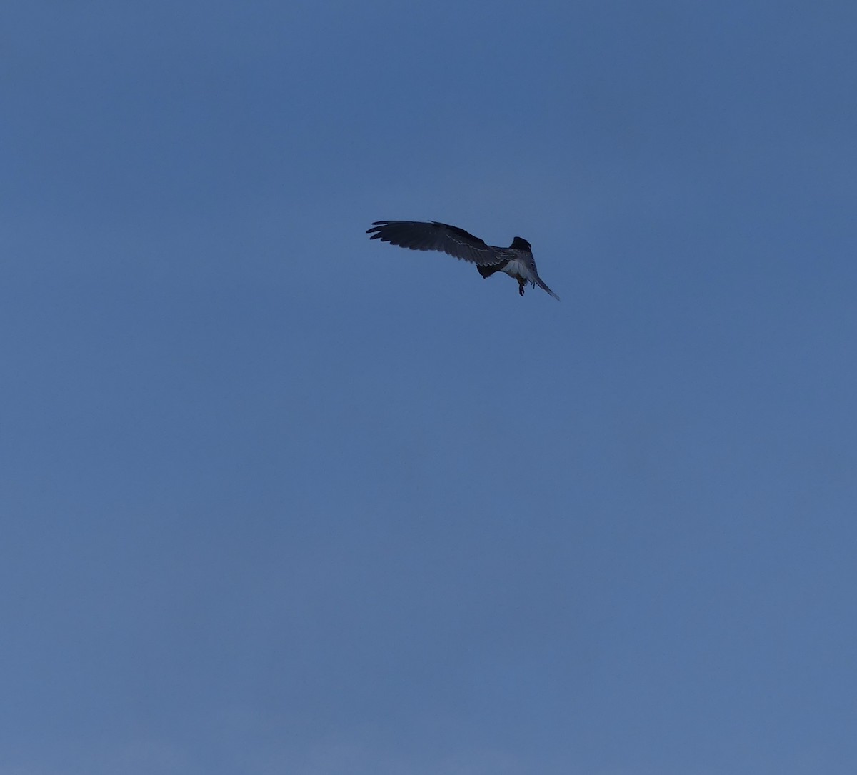 White-tailed Kite - ML617720501