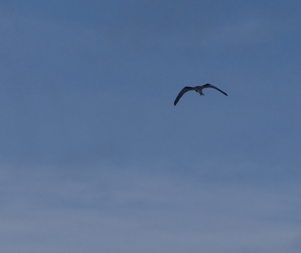 White-tailed Kite - ML617720502