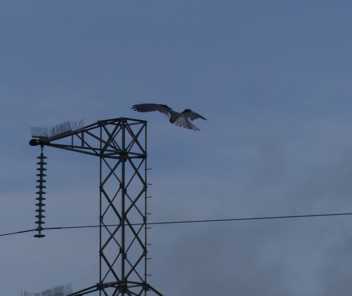 White-tailed Kite - ML617720504