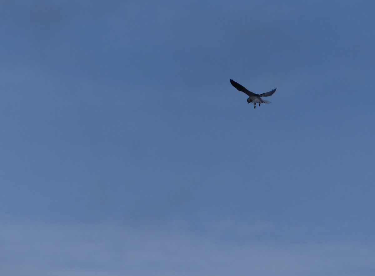 White-tailed Kite - joaquin vial