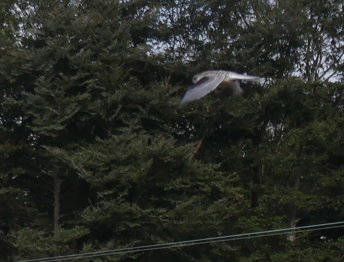 White-tailed Kite - ML617720506