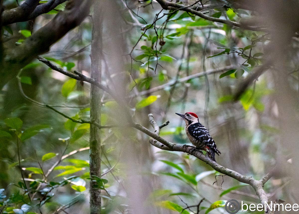 Fulvous-breasted Woodpecker - ML617720559