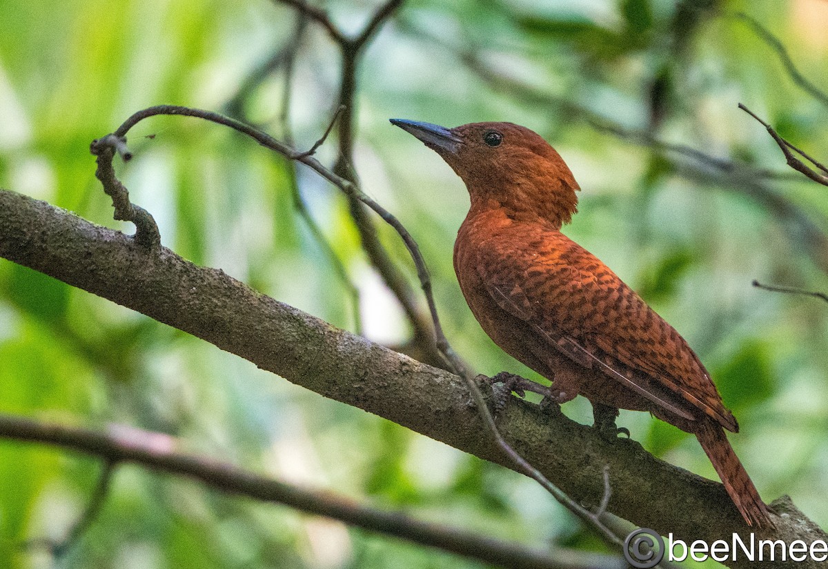 Rufous Woodpecker - Bismoy Pati