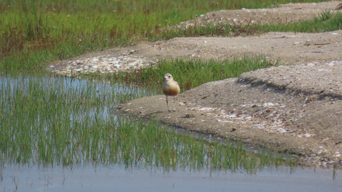Red-breasted Dotterel (Northern) - ML617720620