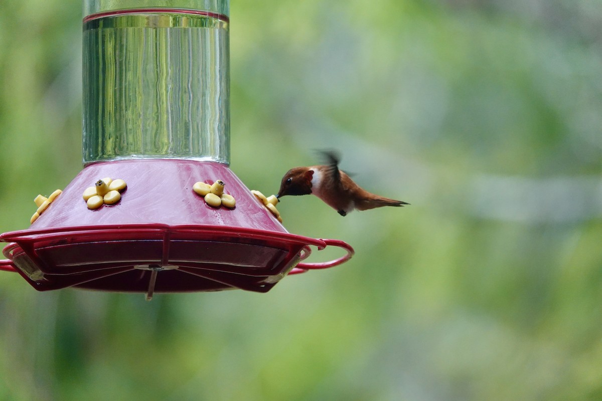 Rufous Hummingbird - ML617720764