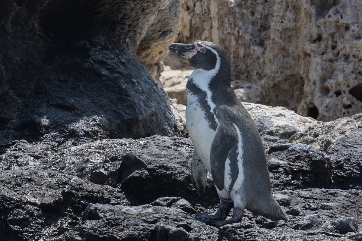 Humboldt Penguin - ML617720781