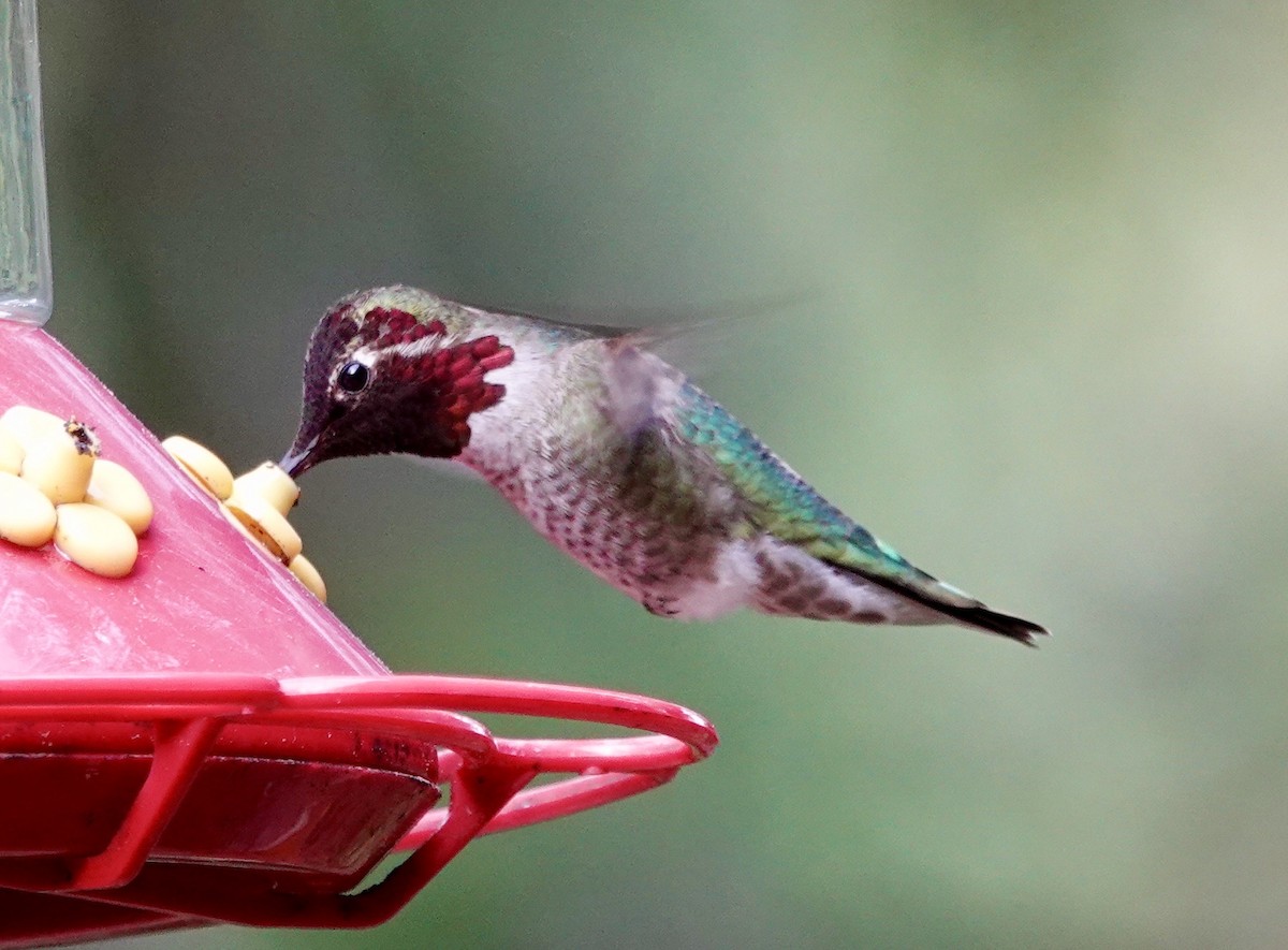 Anna's Hummingbird - ML617720826